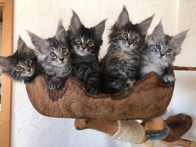 Reinrassige Maine Coon Kitten mit Stammbaum sind auf der Suche. - Maine Coon - Mitterteich