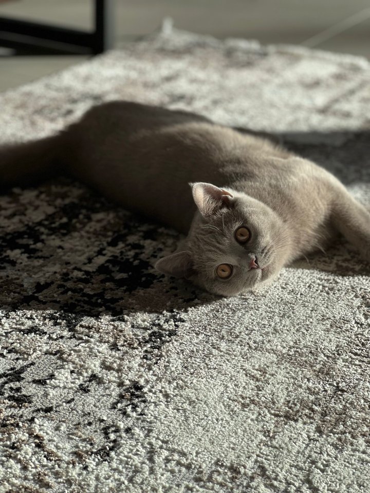 BKH Kater 5 Monate alt mit Kratzbaumm und Katzenklo - Hauskatzen - Oberderdingen