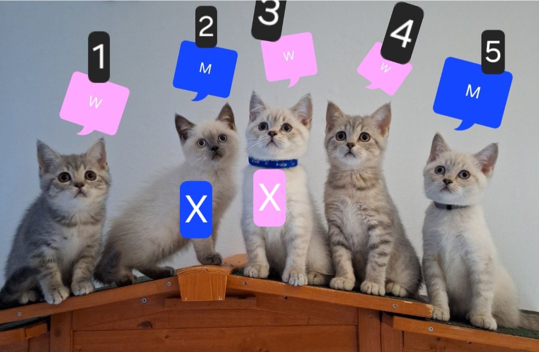Zuckersüße BKh Kitten reinrassig ? abgabebereit - British Kurzhaar - Berlin