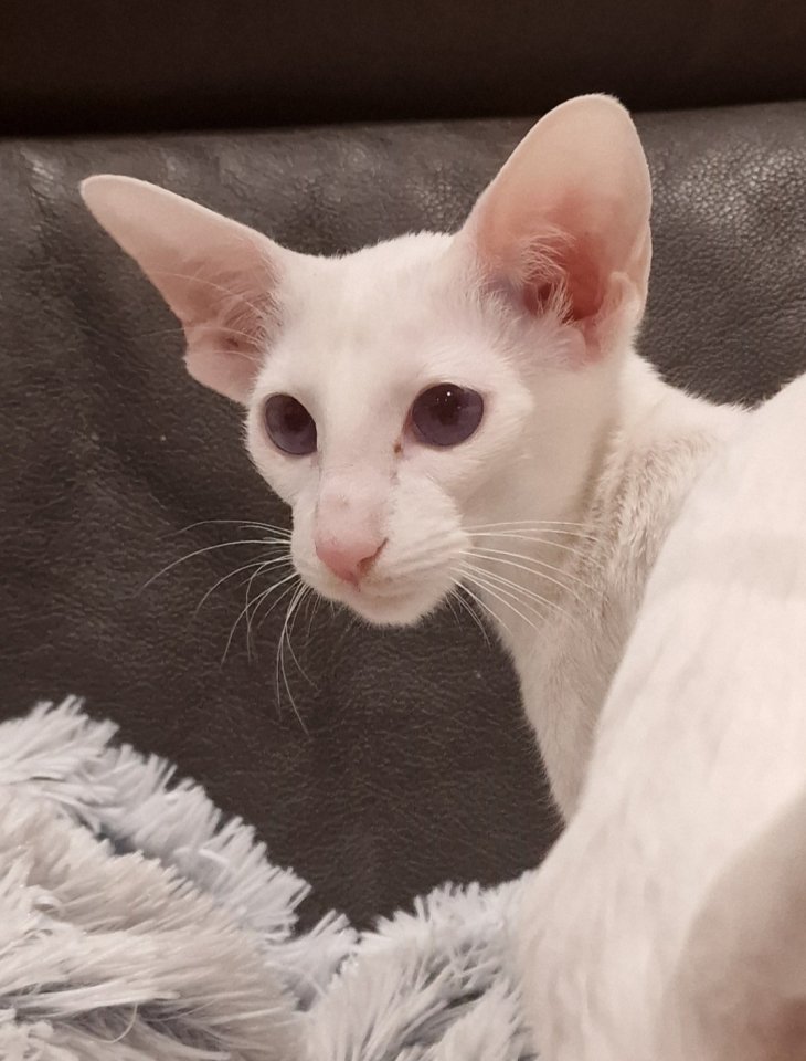 Erwachsene Siam sucht Lebensplatz - Siam - Berlin