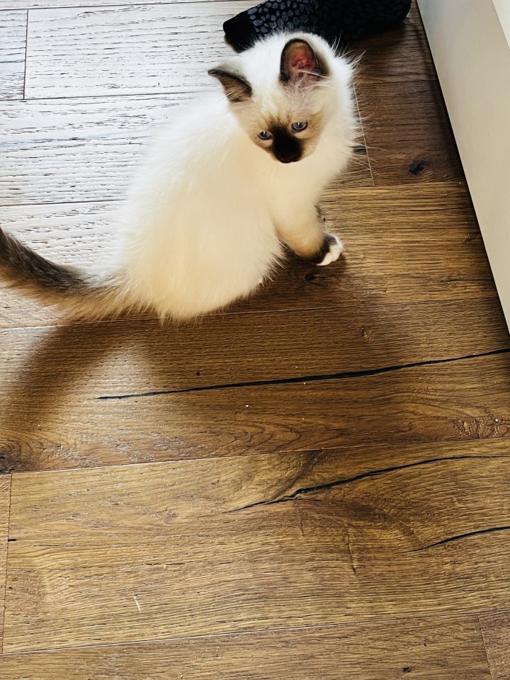 Heilige Birma Kitten Kater Katze  - Hauskatzen - Münster 