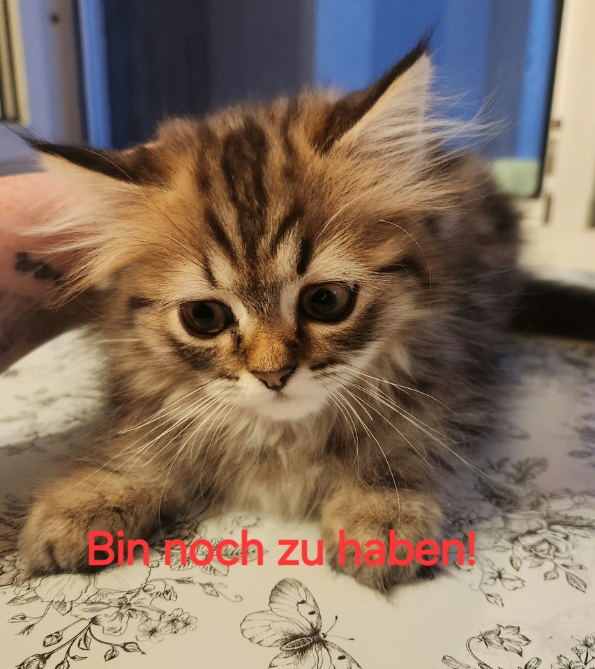 Kätzchen Weibchen zu  verkaufen - Birma - Blankenrath
