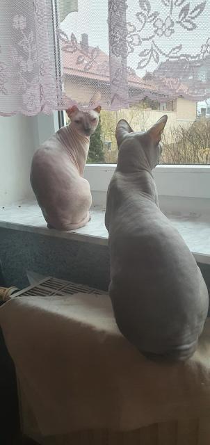 Don.sphynx - Sphynx - Giengen