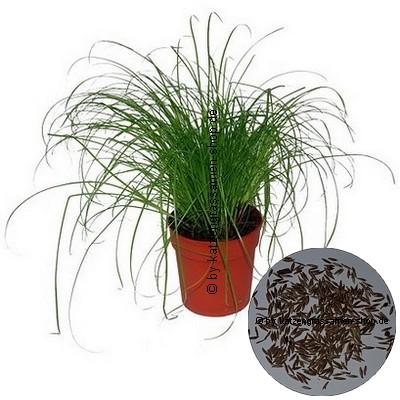 Cyperus Zumula Samen - Katzen Zubehoer - Nürnberg