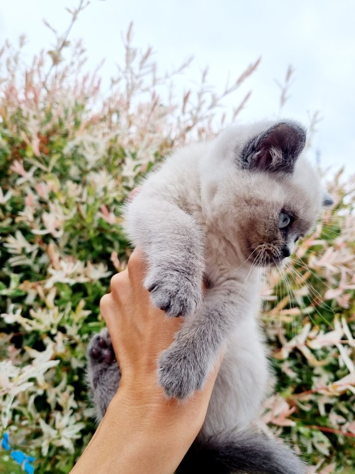 Bkh-bluepoint Abgabebereit!!! - British Kurzhaar - Lübeck