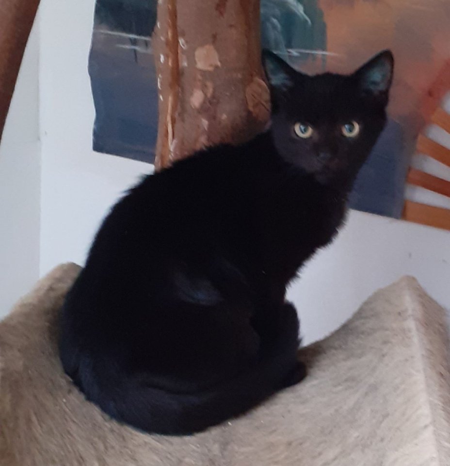Nero– sucht dringend ein Zuhause! (aus dem Tierschutz / gechipt, geimpft, kastri - Freigaenger - Kissing