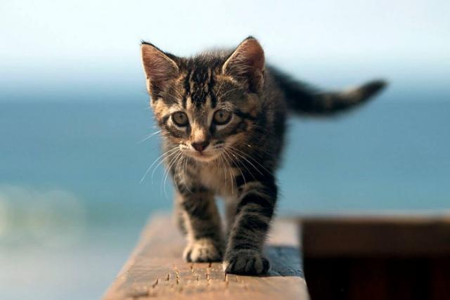Suchen kleines Kätzchen - Katzen Sonstige - Memmingen