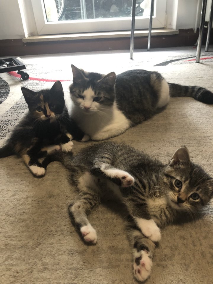2 Süßen Katzenbabys - Hauskatzen - Essen