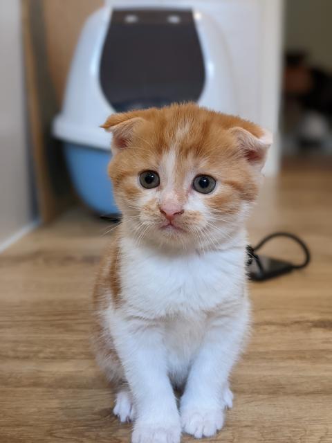 Katzenbabys  - Mischling - Preussisch Oldendorf