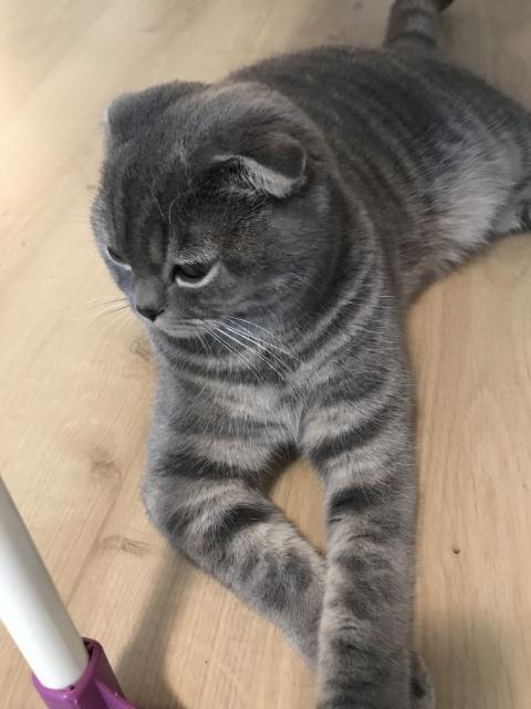 BKH Scottish Fold - British Kurzhaar - Köln