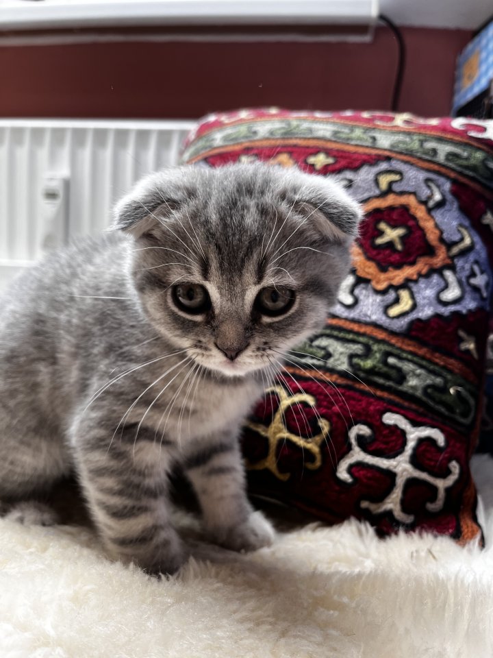 2 wunderschöne Kitten zu verkaufen - Hauskatzen - Westerstede