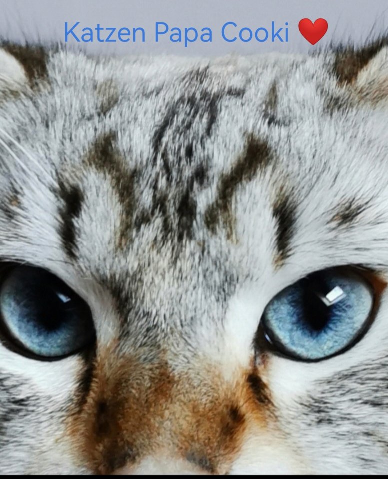 Heilige Birma Kitten Baby - Birma - Lollar