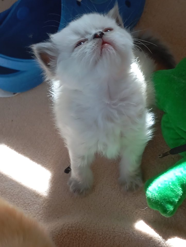 Perser kitten mit Nase - Perser - Pirmasens