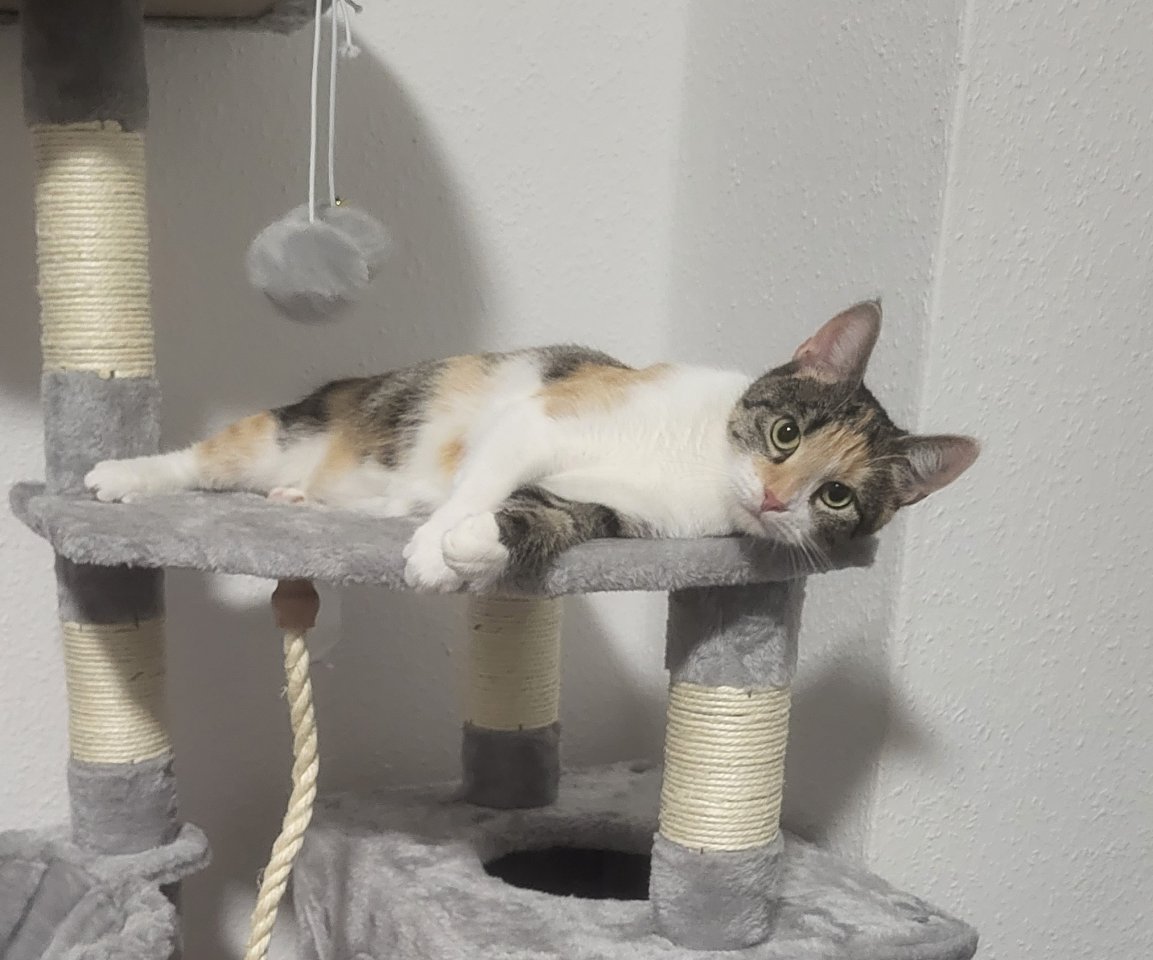 2 Katzendamen abzugeben - Hauskatzen - Jarmen