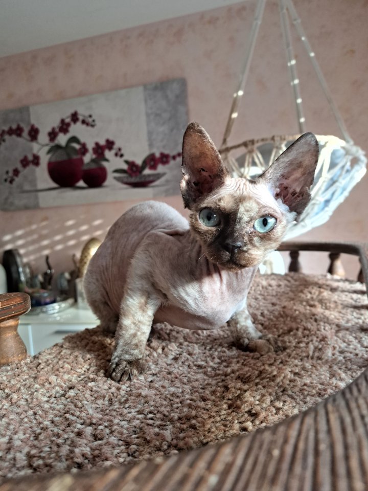 Devon Rex kitten suchen  gute Zuhause - Devon Rex - Bamberg