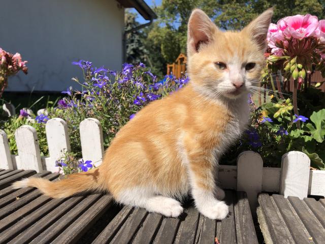 Süße, sehr zahme Kitten & ein seltenes orangenes Kätzchen - Mischling - Stemwede 