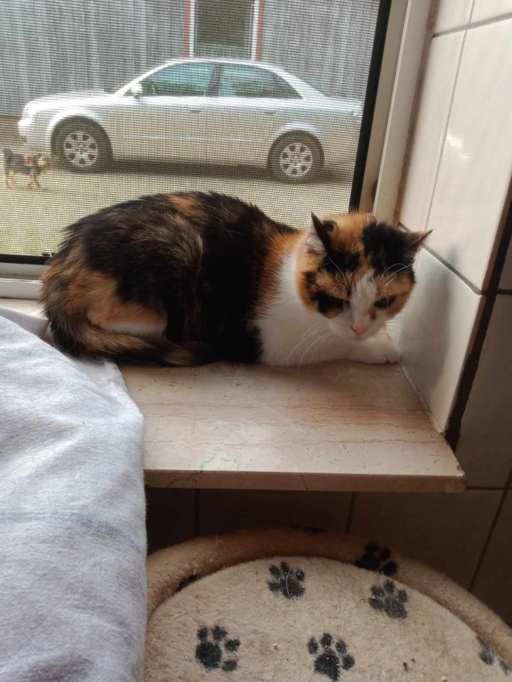 Keiner will mich adoptieren - Hauskatzen - Bad bevensen