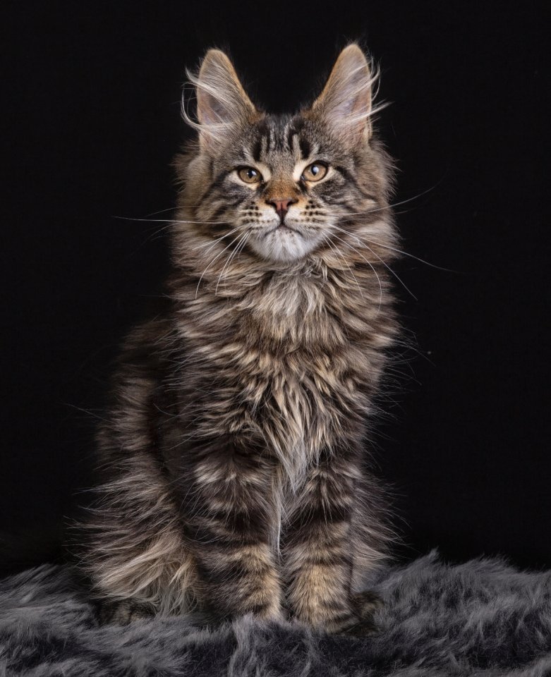 Maine Coon Kitten mit Stammbaum - Maine Coon - Großrosseln
