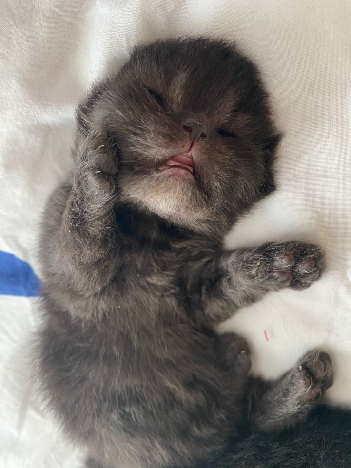 Perserkitten in schwarz (kater) - Perser - Dortmund