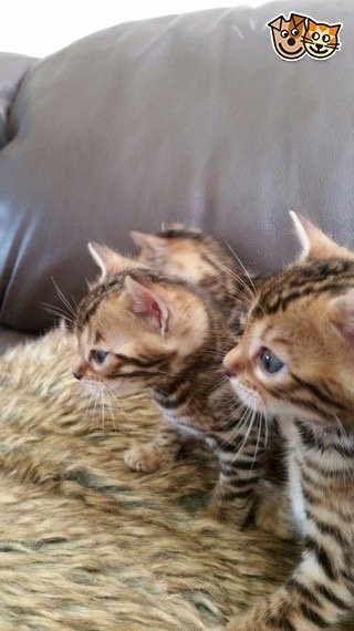 Süsse Bengalkitten 2 Weibchen und 2 Männchen - Bengal - Frankfurt am Main