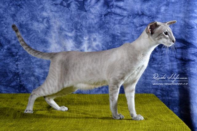 Siam/OKH Kater blue-point tabby mit Stammbaum - Lieferung möglich - Siam - Linz