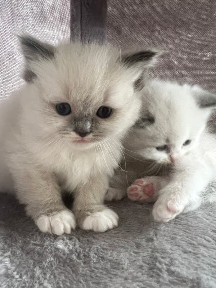 Wunderschöne Ragdoll Kitten mit Stammbaum! - Ragdoll - Berlin