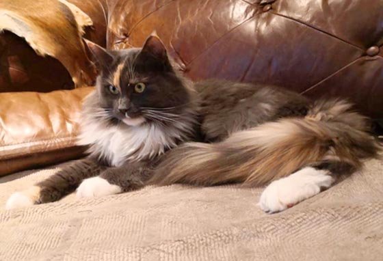 Vyllie - Maine Coon Mädchen mit Stammbaum - Maine Coon - Hanau