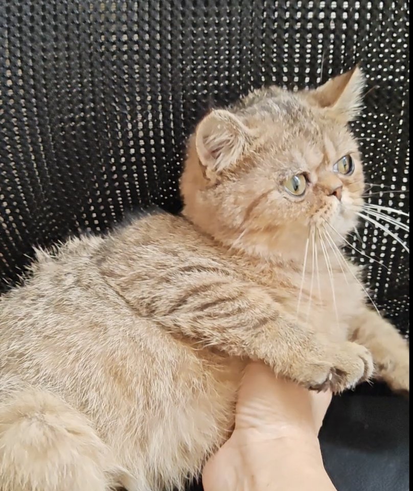 Süße bkh Kittens suchen liebevolle Zuhause - British Kurzhaar - Konstanz