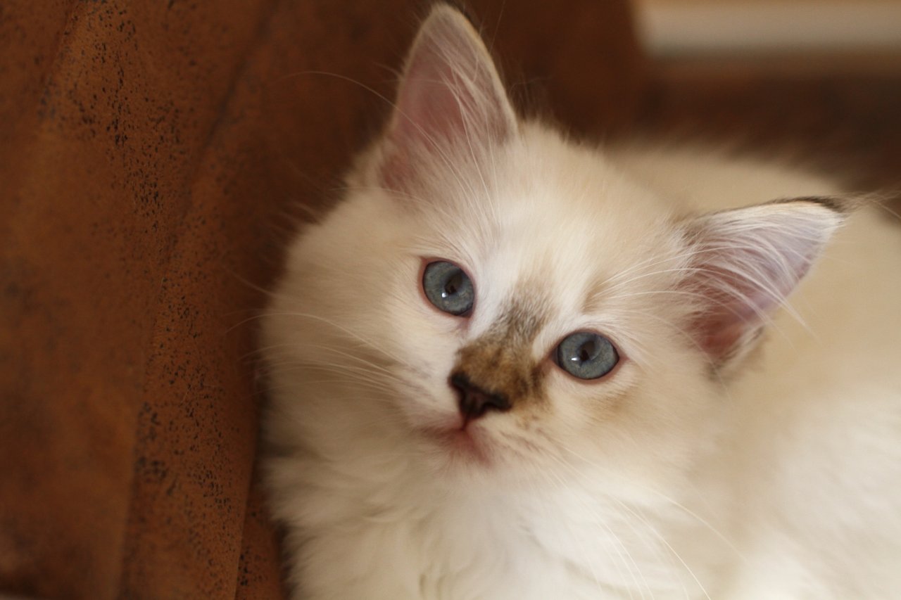 3 zuckersüße Ragdolls aus seriöser Zucht mit Stammbaum suchen ihre Familie - Ragdoll - Ratingen