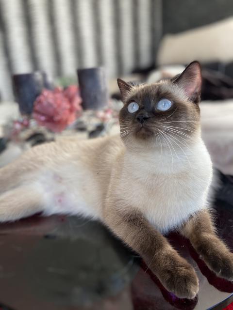 Siam Deckkater gesucht  - Deckkater - Salzburg 