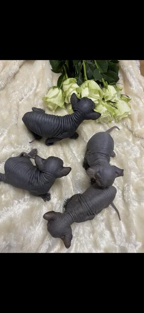 Sphynx Babykatzen - Sphynx - belin