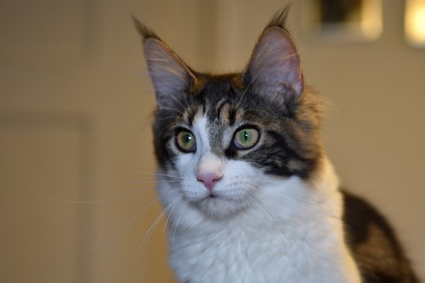 Zuzanna- Maine Coon Mädel mit Papieren, 14 Monate kastriert - Maine Coon - Trimberg