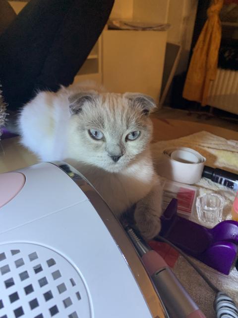 2 scottish fold  - Scottish Fold - Leverkusen
