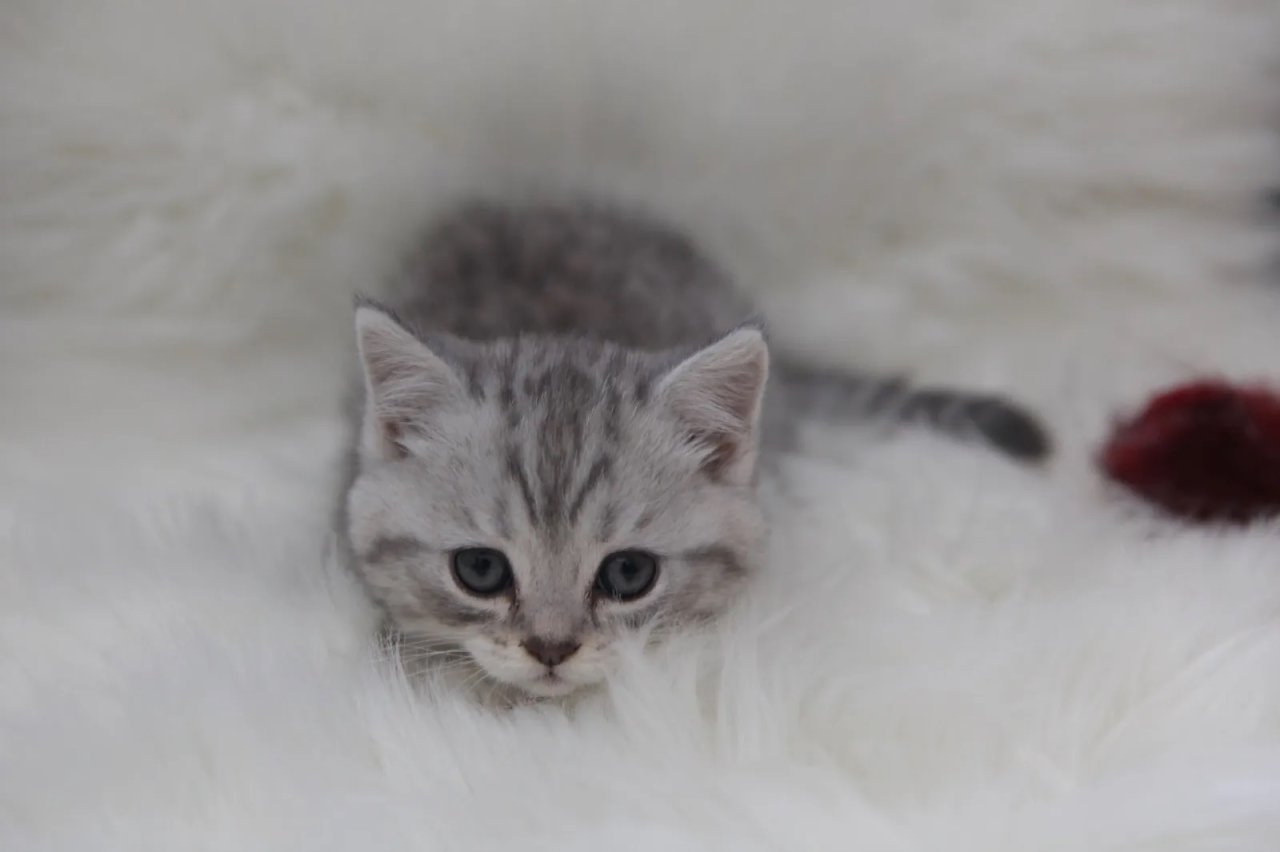 Reinrassige Britisch Kurzhaar bkh Kitten Abgabebereit - British Kurzhaar - Heilbronn