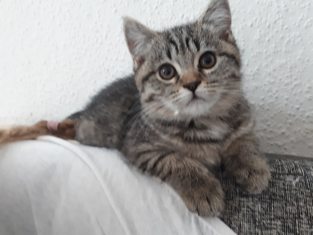 Süße BKH Kitten suchen ein neues Zuhause - British Kurzhaar - Preetz