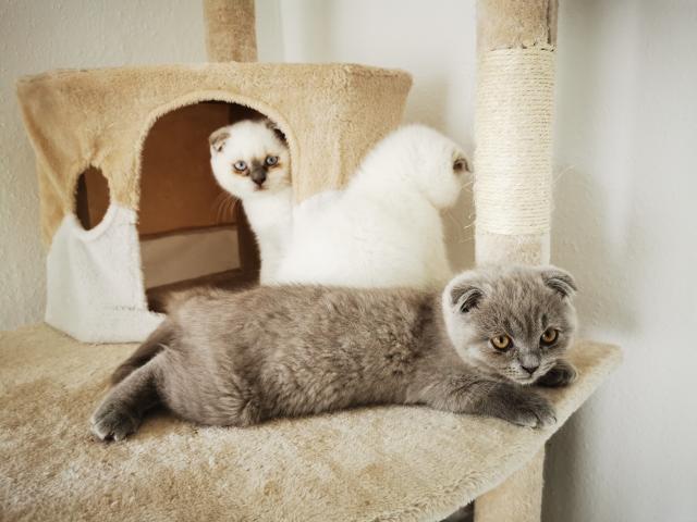 Bkh Scottish fold kitten - British Kurzhaar - Kelsterbach