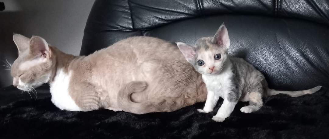 Cattery of Lovely Rascals - Devon Rex - Tönisvorst