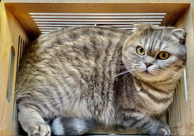 BKH Scottish Fold  - Scottish Fold - Lauf