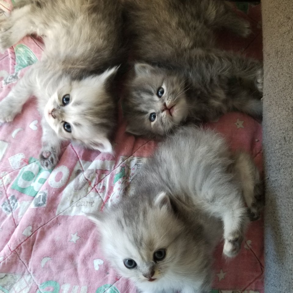 Perser Kitten geimpft und entwurmt - Perser - Gerabronn