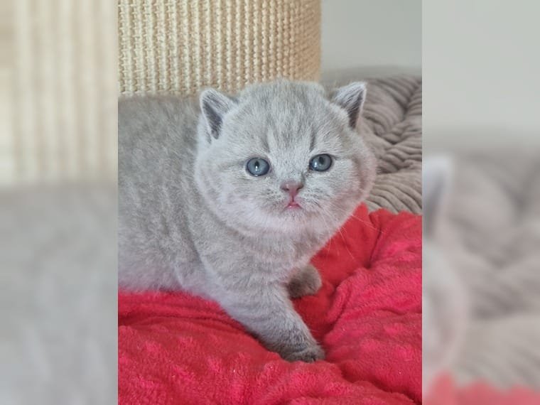 Britisch Kurzhaar, BKH Kitten mit Stammbaum - British Kurzhaar - stuttgart
