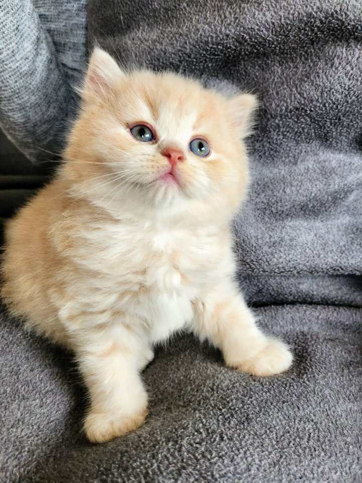 Reinrassige BKH BLH Katze Kater Stammbaum geimpft entwurmt - British Kurzhaar - Mettmann