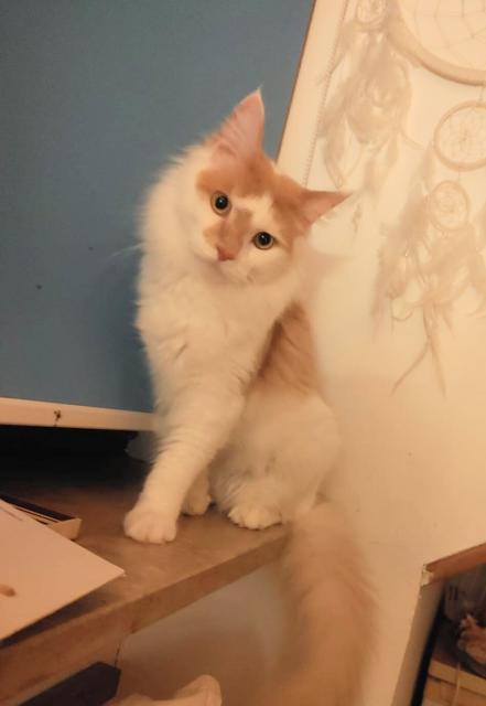 Xxl Maine Coon Kater - Maine Coon - Roßtal