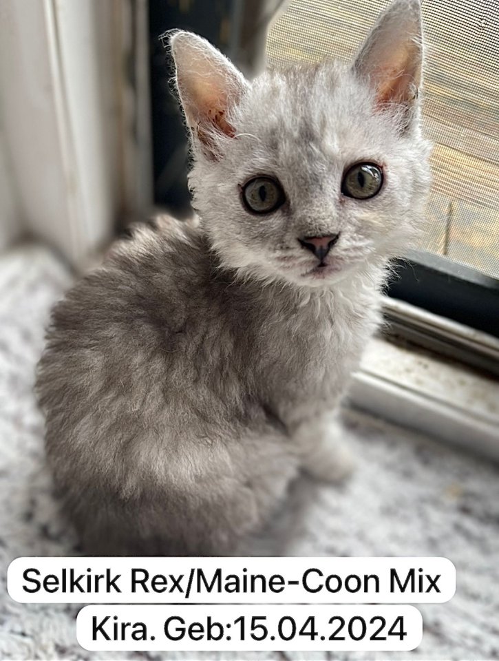 4 zuckersüße Selkirk Rex/ Main-Coon Mix Kitten - Mischling - Wesseling/ Berzdorf 