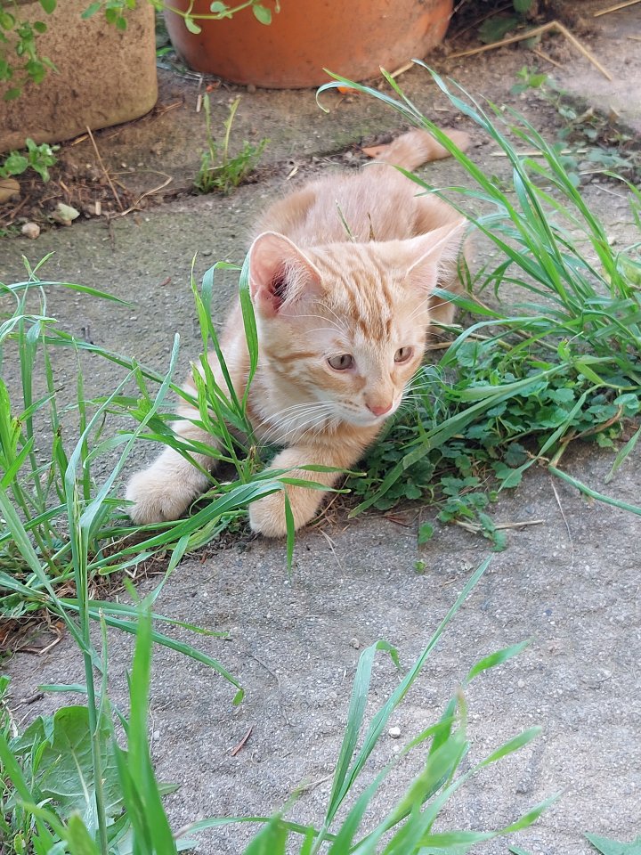 Hauskatze Kitten Kätzchen - Hauskatzen - Sipplingen