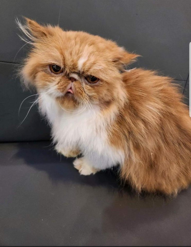 Suche kuschelplatz  für Gizmo - Perser - Lößnitz