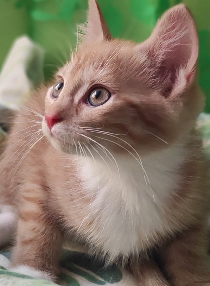 Verschmuste, sehr anhängliche Main Coon Mix Babys - Mischling - Berlin