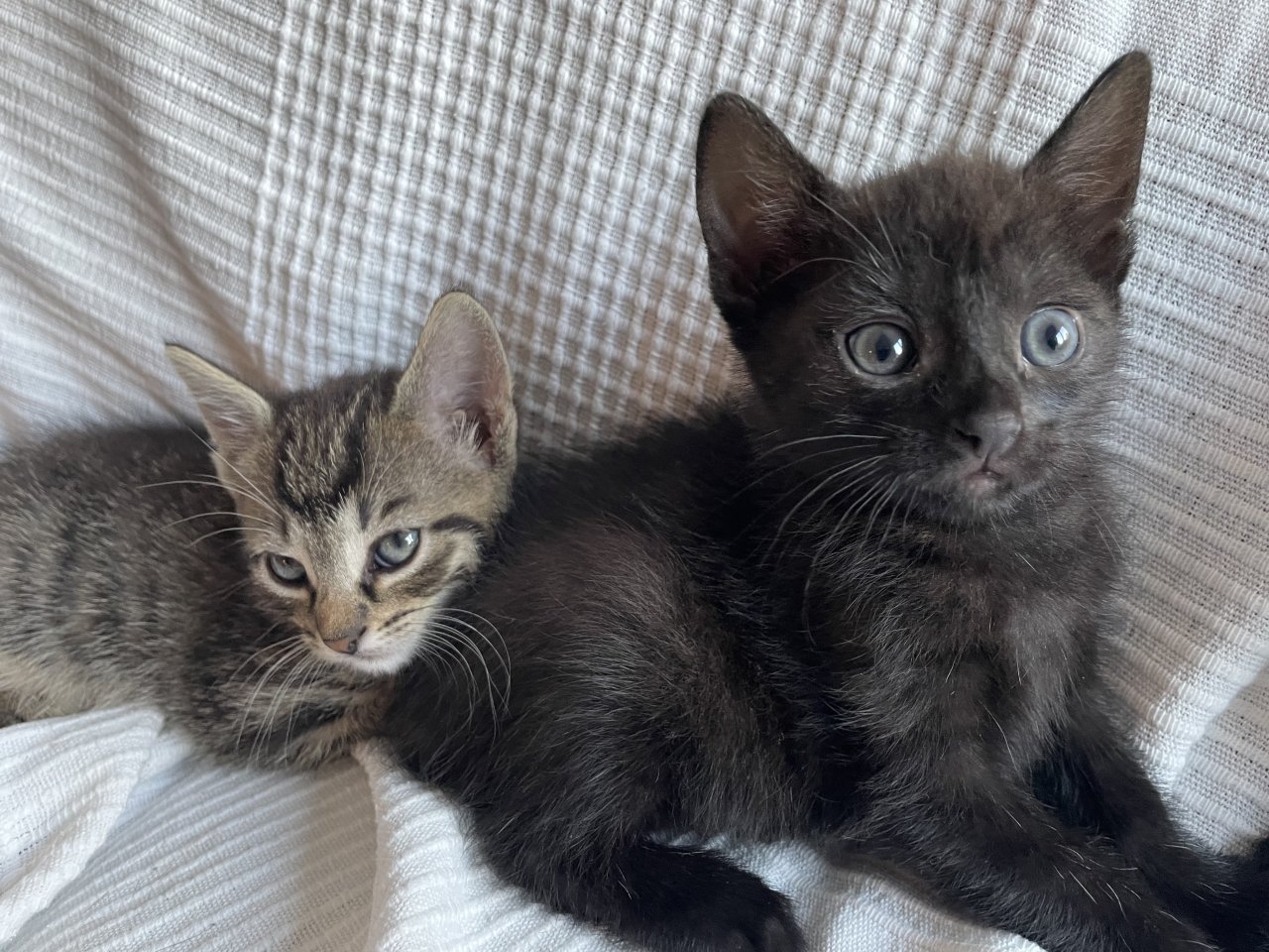 Katzen Babys abzugeben! - Hauskatzen - Eichenzell 