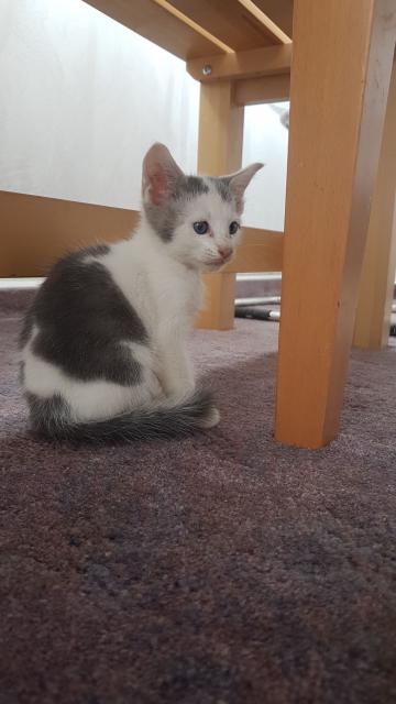OKH Kitten - Orientalische Kurzhaar - Eystrup 