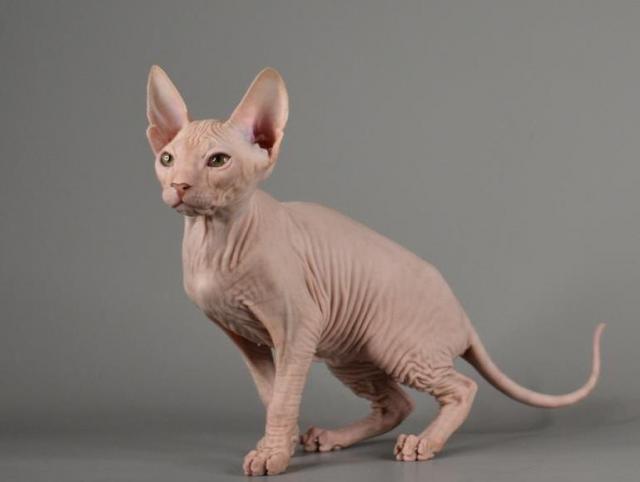 Sphynx (Don) Kitten mit 2G+ - Abgabebereit! Reinrassige mit Tasthaare - Sphynx - Harburg
