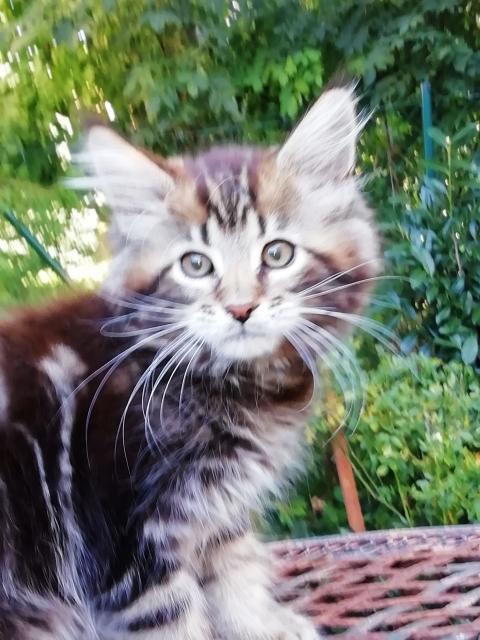 Maine Coon Kittenkater mit tollem Stammbaum jetzt Abgabe bereit - Maine Coon - 73560 Böbingen an der Rems